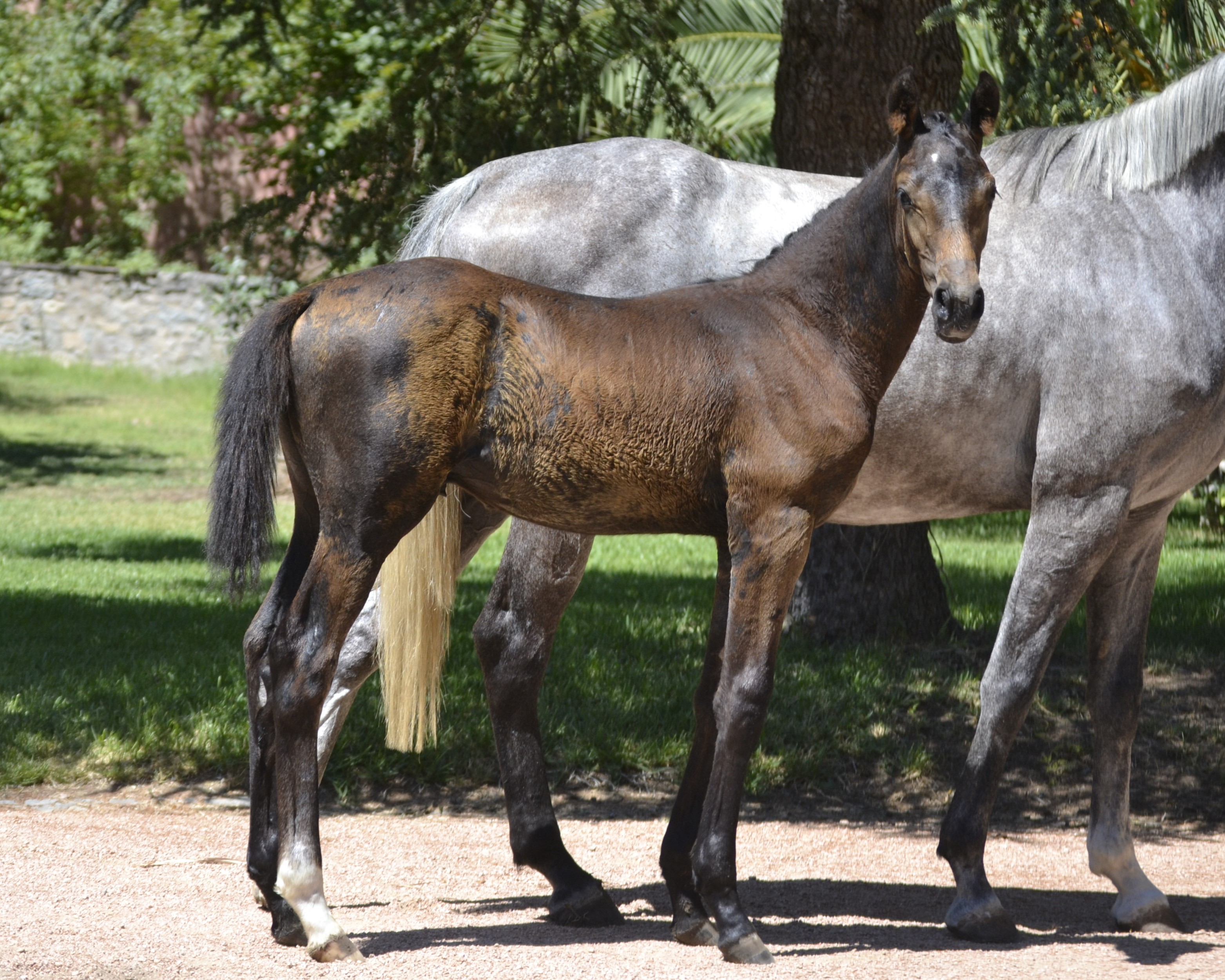 horse